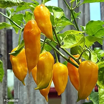 Yellow Ghost Chilli (Bhot Jholokia ) Naga Chilli Seeds Pack Of 30-thumb0