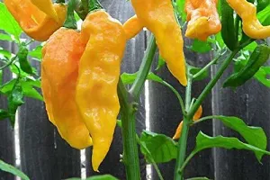 Yellow Ghost Chilli (Bhot Jholokia ) Naga Chilli Seeds Pack Of 30-thumb1