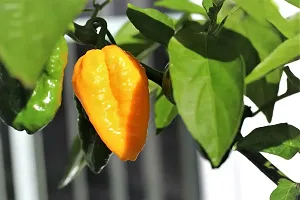 Yellow Ghost Chilli (Bhot Jholokia ) Naga Chilli Seeds Pack Of 30-thumb2
