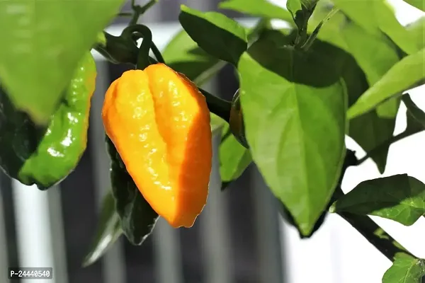 Yellow Ghost Chilli (Bhot Jholokia ) Naga Chilli Seeds Pack Of 30-thumb3