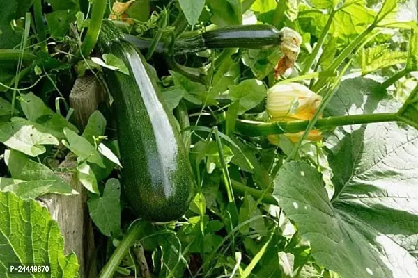 Zucchini Squash Green Hybrid Vegetable Seeds Pack Of 10-thumb0