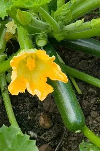 Zucchini Squash Green Hybrid Vegetable Seeds Pack Of 10-thumb1