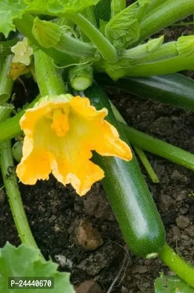 Zucchini Squash Green Hybrid Vegetable Seeds Pack Of 10-thumb2