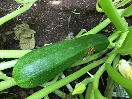 Zucchini Squash Green Hybrid Vegetable Seeds Pack Of 10-thumb3