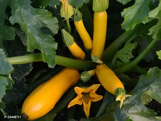 Zucchini Squash Yellow Hybrid Vegetable Seeds Pack Of 10-thumb0