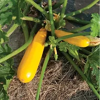 Zucchini Squash Yellow Hybrid Vegetable Seeds Pack Of 10-thumb1