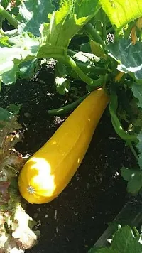 Zucchini Squash Yellow Hybrid Vegetable Seeds Pack Of 10-thumb2