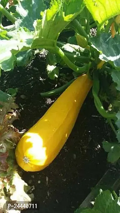 Zucchini Squash Yellow Hybrid Vegetable Seeds Pack Of 10-thumb3