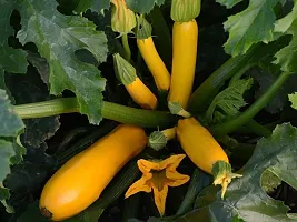 Yello Zucchini Squash Vegetable Seeds Pack OF 10-thumb1