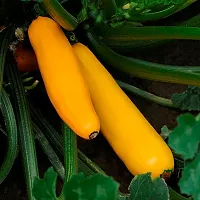 Yello Zucchini Squash Vegetable Seeds Pack OF 10-thumb2