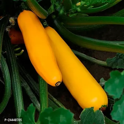 Yello Zucchini Squash Vegetable Seeds Pack OF 10-thumb3