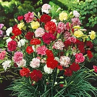 Carnation Mix Flower Seeds Pack Of 30-thumb1