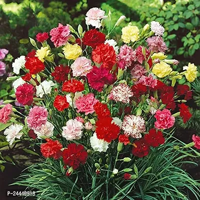 Carnation Mix Flower Seeds Pack Of 30-thumb2