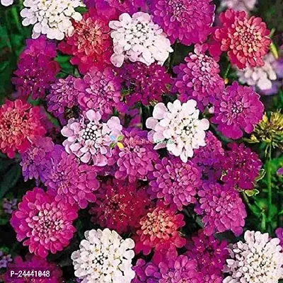 Candytuft Mix Flower Seeds Pack Of 30-thumb0