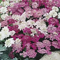 Candytuft Mix Flower Seeds Pack Of 30-thumb1