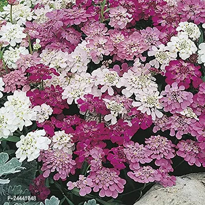 Candytuft Mix Flower Seeds Pack Of 30-thumb2