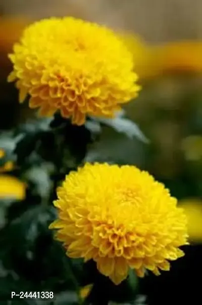 Chrysanthemum Yellow Flower Seeds Pack of 30