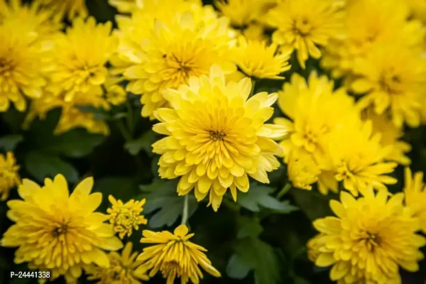 Chrysanthemum Yellow Flower Seeds Pack of 30-thumb2