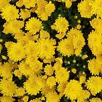 Chrysanthemum Yellow Flower Seeds Pack of 30-thumb2