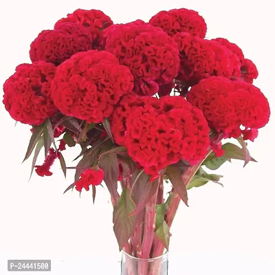 Cockscomb Red Flower Seeds Pack Of 30-thumb0