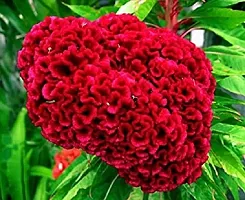 Cockscomb Red Flower Seeds Pack Of 30-thumb1