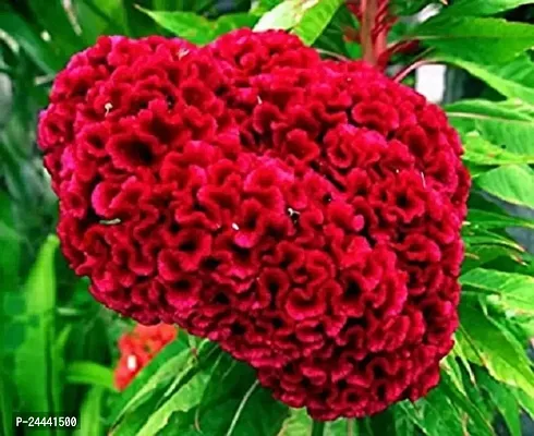 Cockscomb Red Flower Seeds Pack Of 30-thumb2