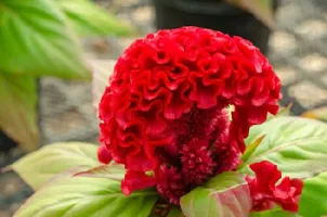 Cockscomb Red Flower Seeds Pack Of 30-thumb2