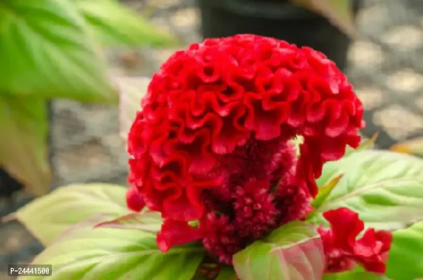 Cockscomb Red Flower Seeds Pack Of 30-thumb3