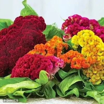 Cockscomb Mix Flower Seeds Pack Of 30-thumb0