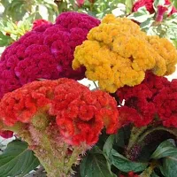 Cockscomb Mix Flower Seeds Pack Of 30-thumb2