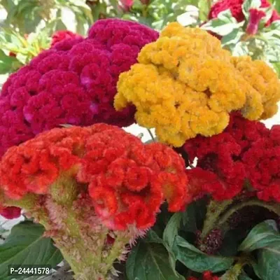 Cockscomb Mix Flower Seeds Pack Of 30-thumb3