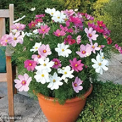 Cosmos Mix Flower Seeds Pack Of 30-thumb0