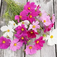 Cosmos Mix Flower Seeds Pack Of 30-thumb1