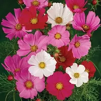 Cosmos Mix Flower Seeds Pack Of 30-thumb2