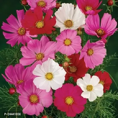 Cosmos Mix Flower Seeds Pack Of 30-thumb3