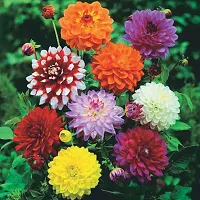 Dhalia Mix Flower Seeds Pack Of 20-thumb1