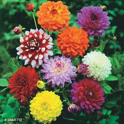 Dhalia Mix Flower Seeds Pack Of 20-thumb2