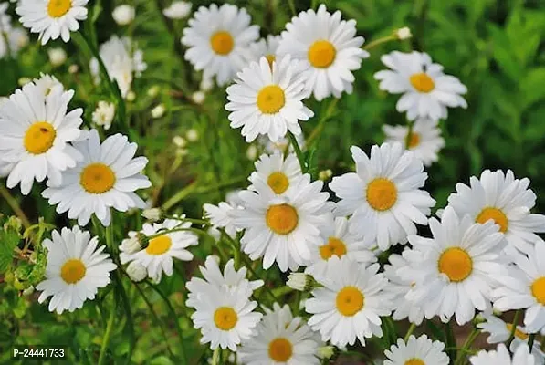 Daisy White Flower Seeds Pack Of 30-thumb0