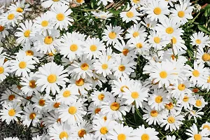 Daisy White Flower Seeds Pack Of 30-thumb1