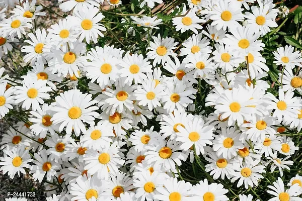 Daisy White Flower Seeds Pack Of 30-thumb2