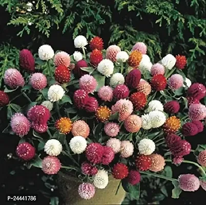 Gomphrena Mix Flower Seeds Pack Of 30