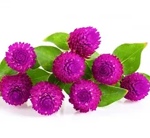 Gomphrena Purple Flower Seeds Pack Of 30-thumb1