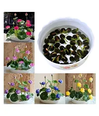 Lotus Mix Flower Seeds Pack Of 15-thumb1