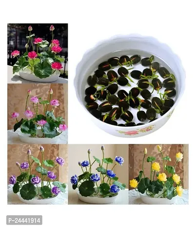 Lotus Mix Flower Seeds Pack Of 15-thumb2