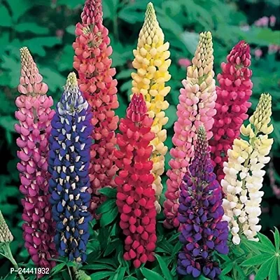 Lupine Mix Flower Seeds Pack Of 30-thumb0