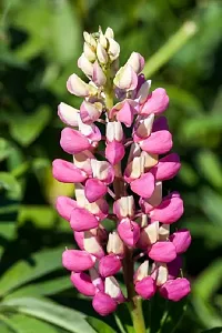 Lupine Mix Flower Seeds Pack Of 30-thumb1