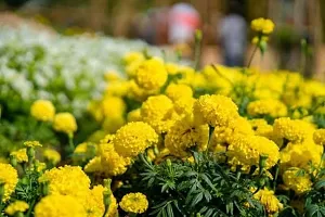 Marigold Yellow Flower Seeds Pack Of 50-thumb2