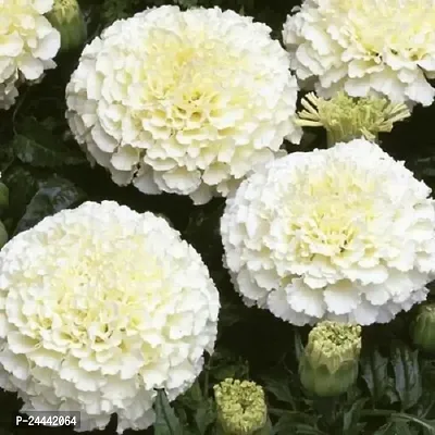 White Bijlee Marigold Type Flower Seeds Pack Of 30-thumb0