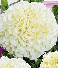 White Bijlee Marigold Type Flower Seeds Pack Of 30-thumb2