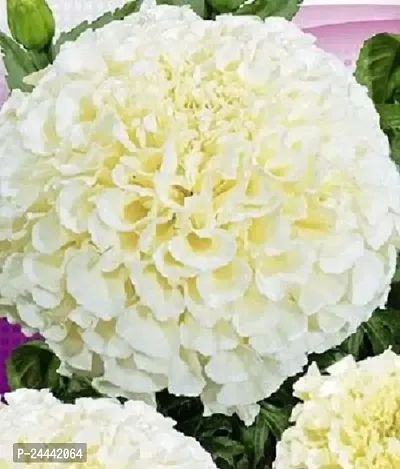 White Bijlee Marigold Type Flower Seeds Pack Of 30-thumb3